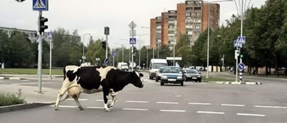 sauver_mon_permis_pv_insolite_animaux_route