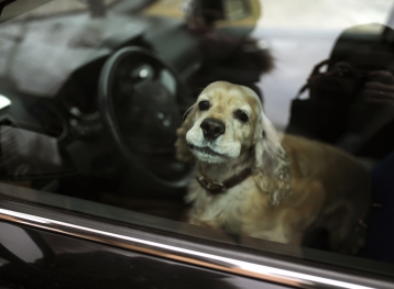 sauver_mon_permis_chien_voiture_canicule