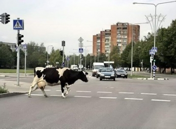 sauver_mon_permis_pv_insolite_animaux_route